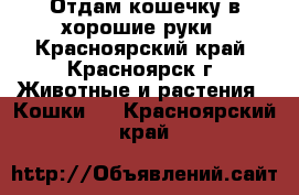 Отдам кошечку в хорошие руки - Красноярский край, Красноярск г. Животные и растения » Кошки   . Красноярский край